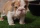 Miniature English Bulldog Puppies for sale in Los Angeles, CA, USA. price: NA