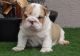 Miniature English Bulldog Puppies for sale in Philadelphia, PA, USA. price: NA