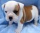 Miniature English Bulldog Puppies for sale in Beaver Creek, CO 81620, USA. price: NA