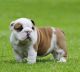 Miniature English Bulldog Puppies for sale in Delaware City, DE, USA. price: NA