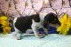 Miniature English Bulldog Puppies for sale in Canton, OH, USA. price: NA