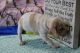 Miniature English Bulldog Puppies for sale in Canton, OH, USA. price: NA