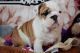 Miniature English Bulldog Puppies for sale in Dover, DE, USA. price: NA