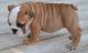Miniature English Bulldog Puppies for sale in Mound, MN 55364, USA. price: NA
