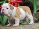 Miniature English Bulldog Puppies for sale in San Diego, CA, USA. price: $650