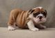 Miniature English Bulldog Puppies for sale in Tucson, AZ, USA. price: NA