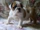 Miniature English Bulldog Puppies for sale in Salem, OR, USA. price: NA