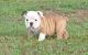 Miniature English Bulldog Puppies for sale in Abbeville, SC 29620, USA. price: NA