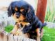 Miniature English Bulldog Puppies for sale in Harrisburg, PA, USA. price: NA