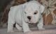 Miniature English Bulldog Puppies for sale in Green Bay, WI, USA. price: NA