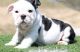 Miniature English Bulldog Puppies for sale in Detroit, MI, USA. price: $650