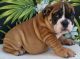 Miniature English Bulldog Puppies for sale in Detroit, MI, USA. price: $650