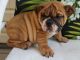 Miniature English Bulldog Puppies for sale in Ellwood City, PA 16117, USA. price: NA