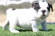 Miniature English Bulldog Puppies for sale in Chicago, IL, USA. price: NA