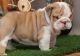 Miniature English Bulldog Puppies for sale in Torrance, CA, USA. price: $650