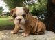 Miniature English Bulldog Puppies for sale in Lexington, KY, USA. price: NA