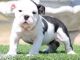 Miniature English Bulldog Puppies for sale in Mooreville, MS 38857, USA. price: NA