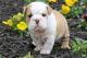 Miniature English Bulldog Puppies for sale in Gillette, WY, USA. price: NA