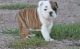Miniature English Bulldog Puppies for sale in Haleiwa, HI 96712, USA. price: NA