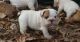 Miniature English Bulldog Puppies for sale in St Clair, MI 48079, USA. price: NA