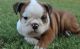 Miniature English Bulldog Puppies for sale in Jacksonville, FL, USA. price: $650
