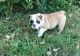 Miniature English Bulldog Puppies for sale in Jersey City, NJ 07306, USA. price: NA