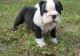 Miniature English Bulldog Puppies for sale in Houston, TX, USA. price: NA