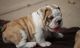 Miniature English Bulldog Puppies for sale in Downey, CA 90241, USA. price: NA