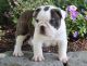 Miniature English Bulldog Puppies for sale in Austin, TX, USA. price: NA