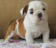Miniature English Bulldog Puppies for sale in Aztec, NM, USA. price: NA