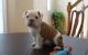 Miniature English Bulldog Puppies for sale in Fitchburg, MA 01420, USA. price: NA
