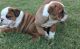 Miniature English Bulldog Puppies for sale in Estacada, OR 97023, USA. price: NA
