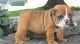 Miniature English Bulldog Puppies for sale in Chappells, SC 29037, USA. price: NA