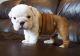 Miniature English Bulldog Puppies for sale in Cheyenne, WY, USA. price: NA
