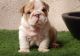 Miniature English Bulldog Puppies for sale in Aurora, CO, USA. price: NA