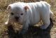 Miniature English Bulldog Puppies for sale in Morgan City, MS, USA. price: NA