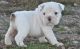 Miniature English Bulldog Puppies for sale in Waterboro, ME, USA. price: $799