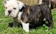 Miniature English Bulldog Puppies for sale in Williamsport, PA, USA. price: $650