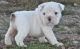 Miniature English Bulldog Puppies for sale in Wilmar, AR 71675, USA. price: NA