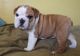 Miniature English Bulldog Puppies for sale in Ehrhardt, SC 29081, USA. price: $650