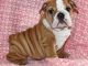 Miniature English Bulldog Puppies for sale in Elliottville, KY 40317, USA. price: NA