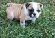 Miniature English Bulldog Puppies for sale in Downey, CA 90241, USA. price: $650