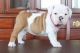 Miniature English Bulldog Puppies for sale in Las Vegas, NV, USA. price: $650