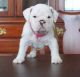 Miniature English Bulldog Puppies for sale in Ellicott City, MD, USA. price: NA