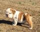 Miniature English Bulldog Puppies for sale in Lynco, WV 24827, USA. price: NA