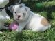 Miniature English Bulldog Puppies for sale in Los Angeles, CA, USA. price: NA