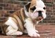 Miniature English Bulldog Puppies for sale in Monson, MA, USA. price: NA