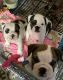 Miniature English Bulldog Puppies for sale in Phoenix, AZ, USA. price: NA