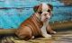 Miniature English Bulldog Puppies for sale in Garden City, ID, USA. price: NA