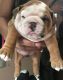 Miniature English Bulldog Puppies for sale in Escondido, CA, USA. price: $650
